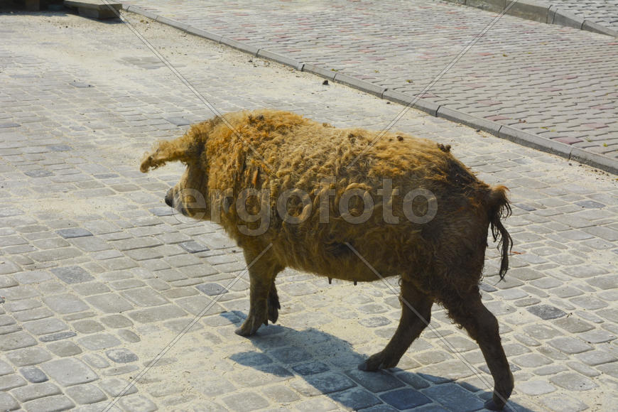 Домашняя свинья обросшая шерстью 