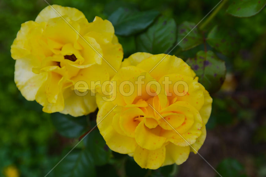 Бутоны уличных желтых цветов 