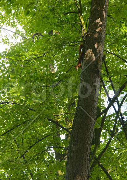 Squirrel on the nature of the sanatorium in the city of Lviv