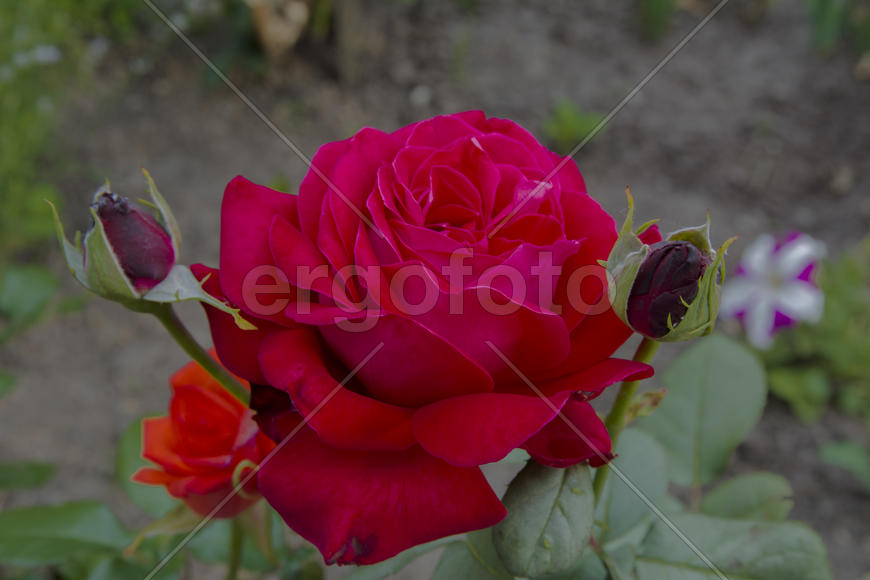 Roses in the yard on the lawn near a private house