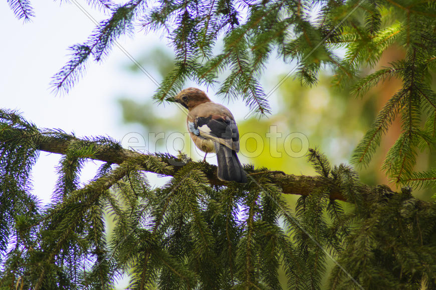 Jay sitting on a tree branch. Birds in the wild.