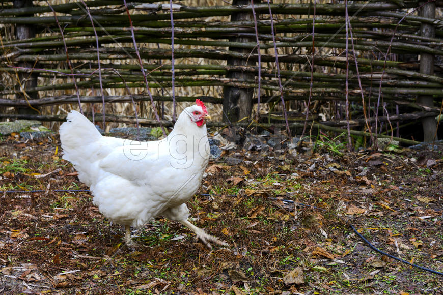 Куры пасутся на территории частного сектора 