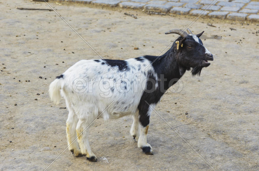 The goat at the zoo. Favorite pamper children and villagers