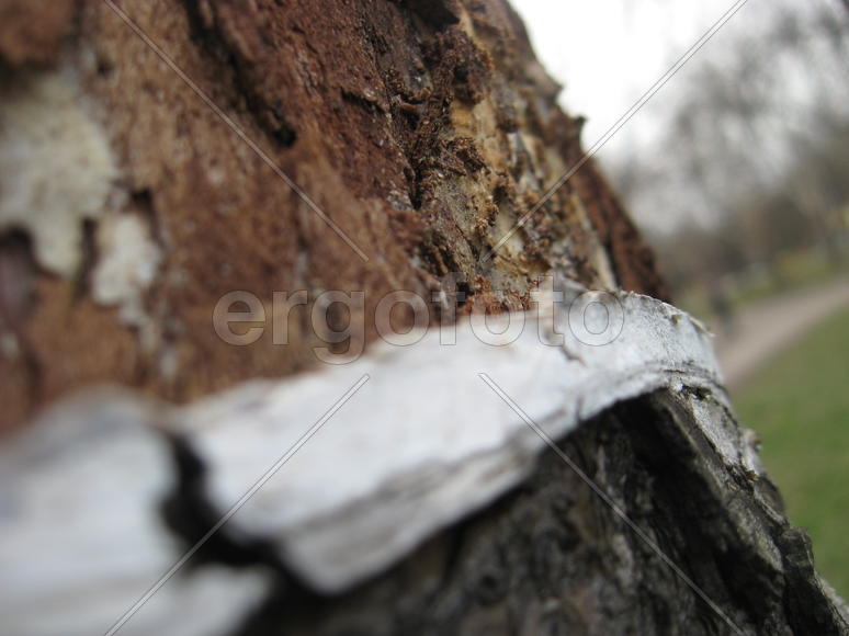 Кора дерева