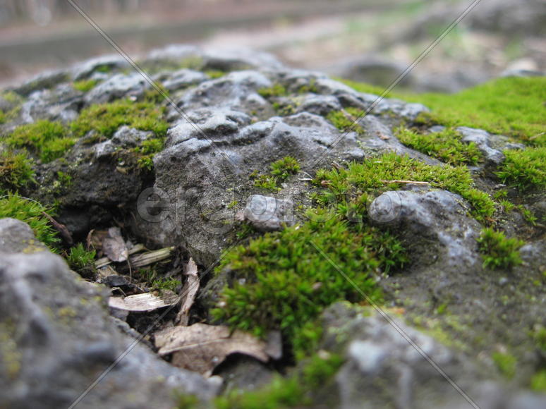 Зелёная скала