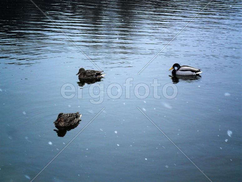Утки на озере