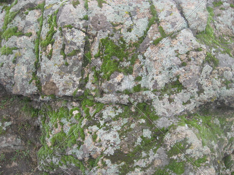 Природа в расцвете сил.