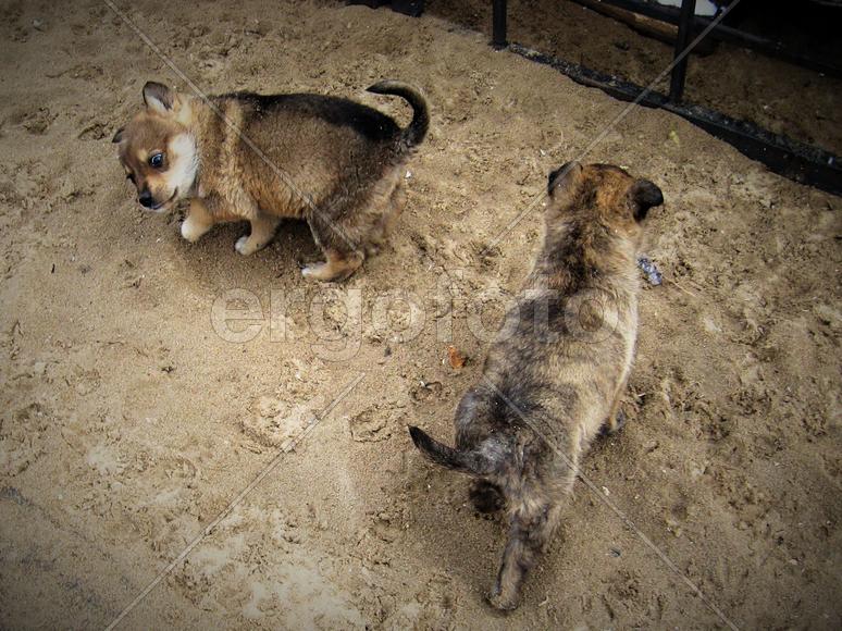 Танец щенят