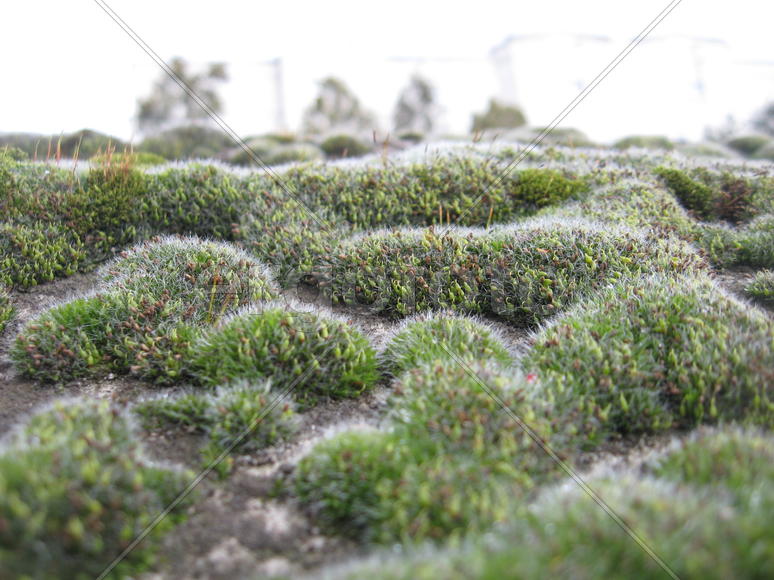 Город из мха