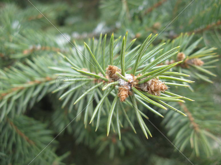 Весенняя ель