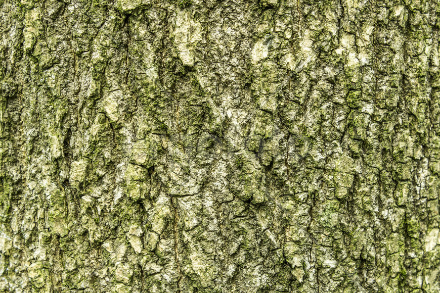 The texture of the wood