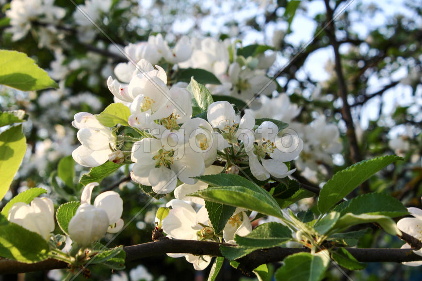 The trees blossom in the garden
