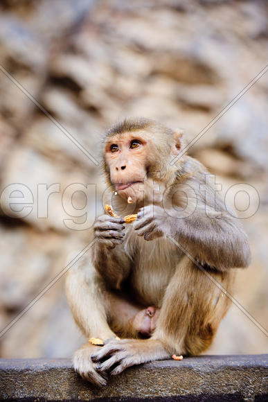 Самец мартышки