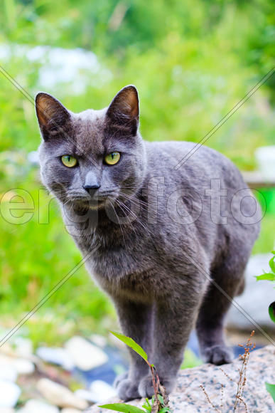 Кот со злым взглядом