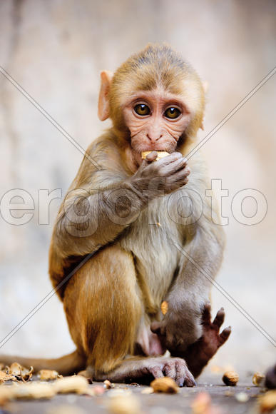 Обезьянка ест орех