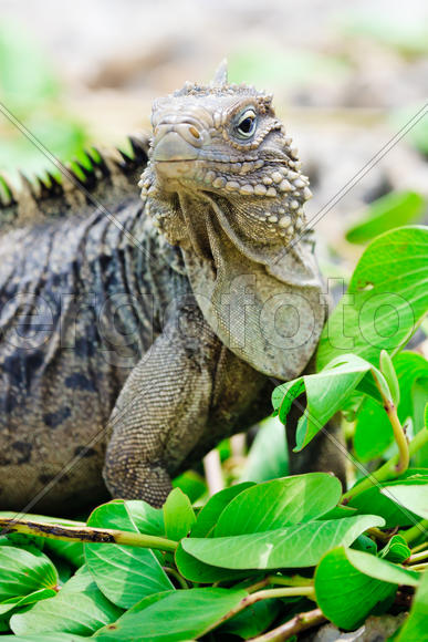 Игуана в листиках