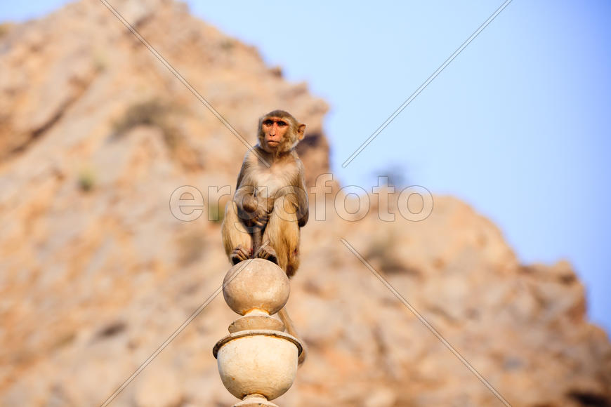 Мартышка на куполе