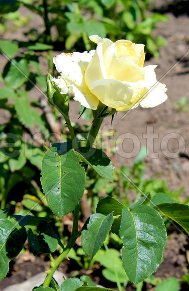 Желтая роза