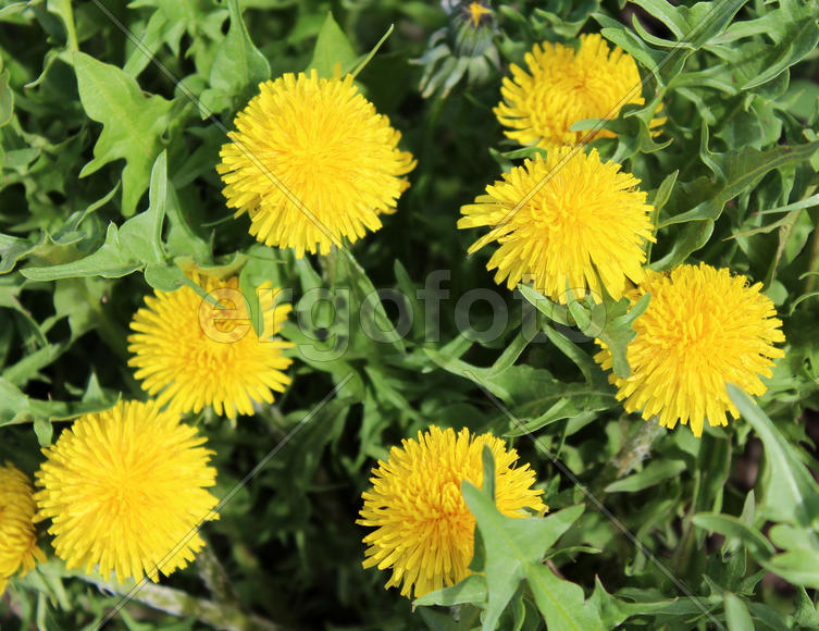 Желтые цветы одуванчика 