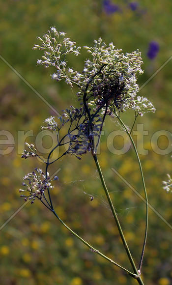 Дикий куст травы