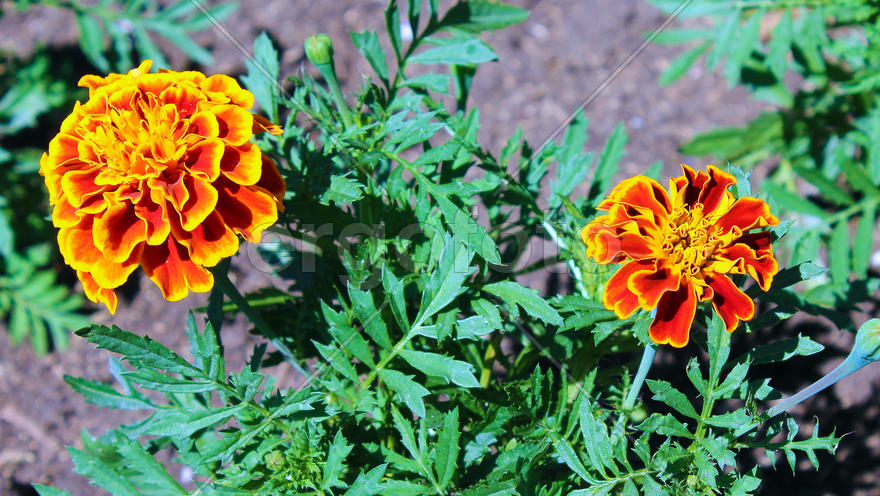 Желтые домашние цветы 