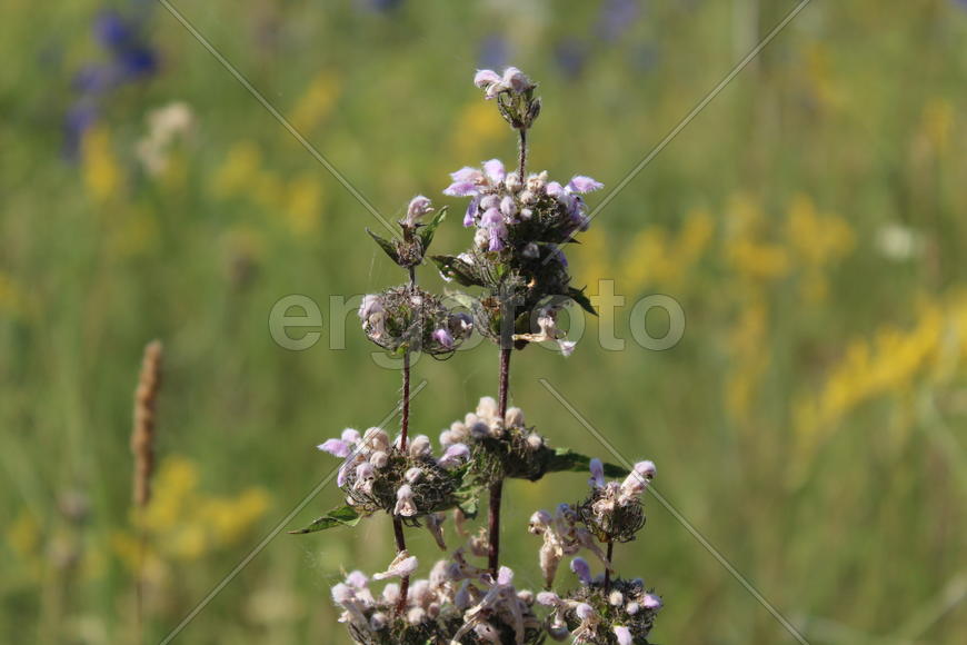 Отцветший белоголовник
