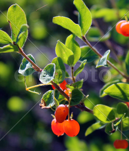 Волчья ягода