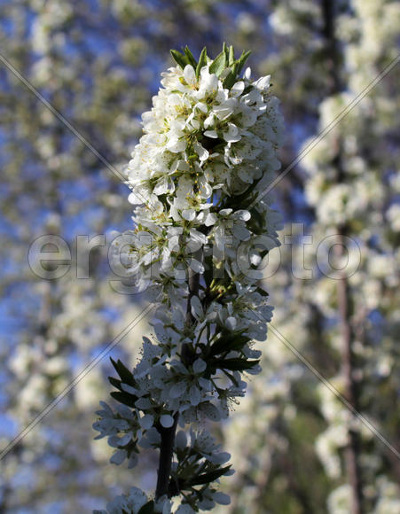 Ветка вишни в период цветения