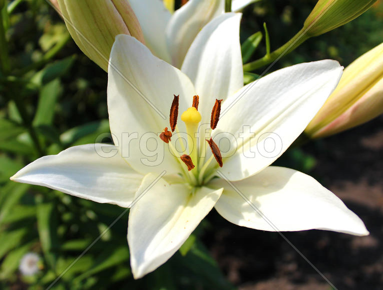 Белая лилия 