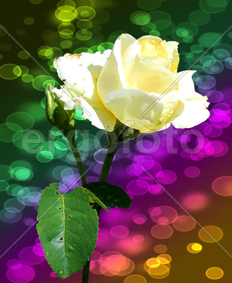 Роза на фоне Боке