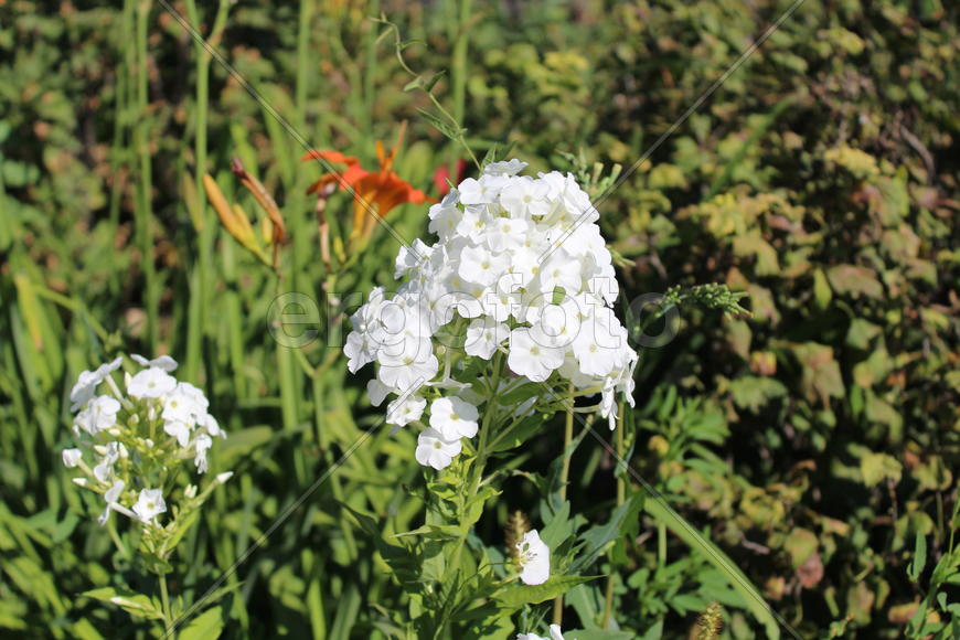 Белоголовник