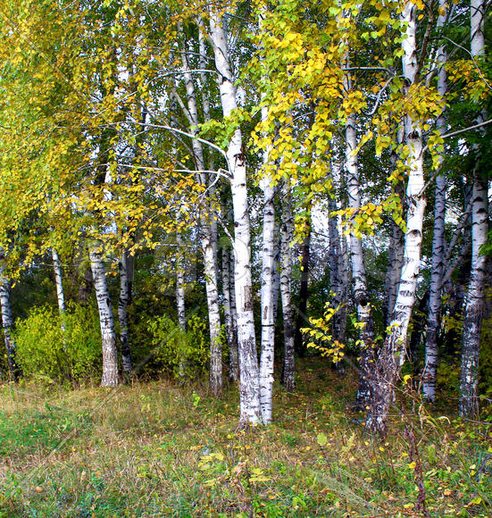 Березовая роща