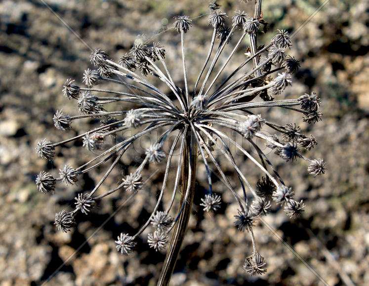 Засохшая трава