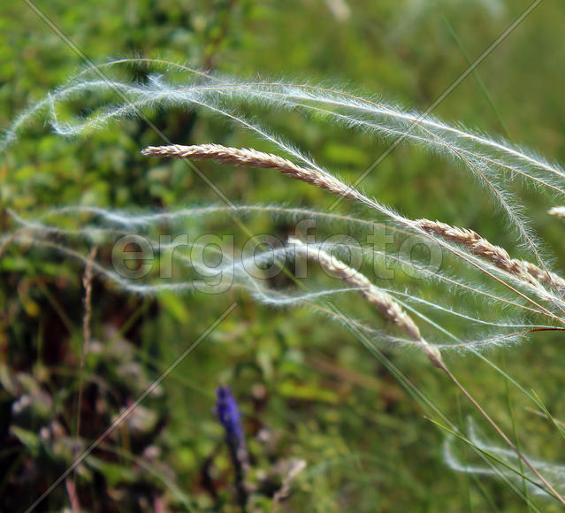 Волосы Вероники