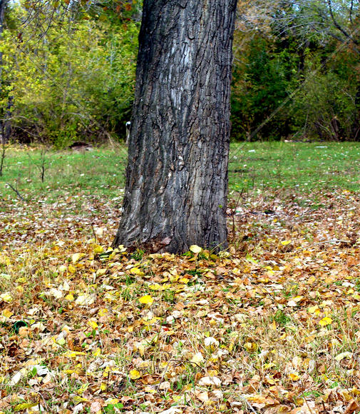 Осенние листья