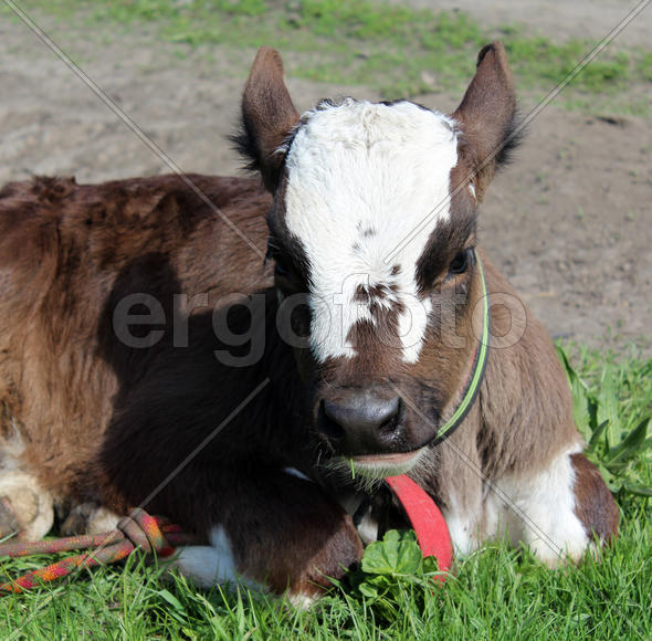 Молодой теленок 