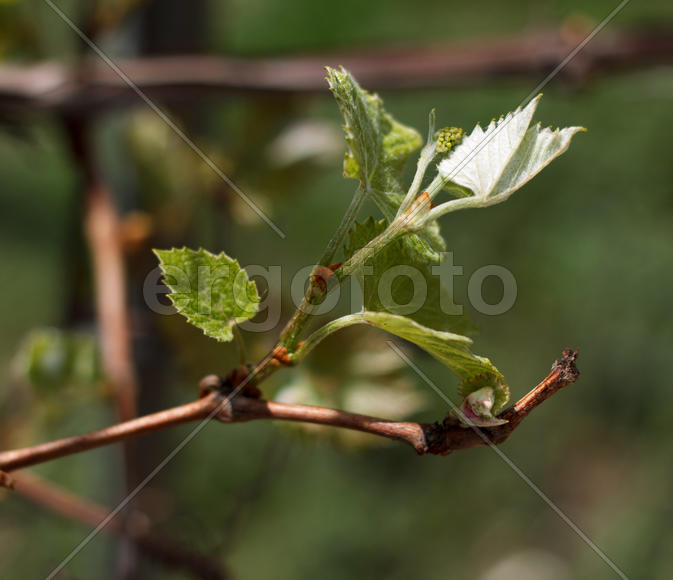 Blossoming rod branch close up on a green background