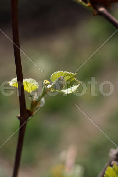 Spring blossoming rod branch close up on a green background