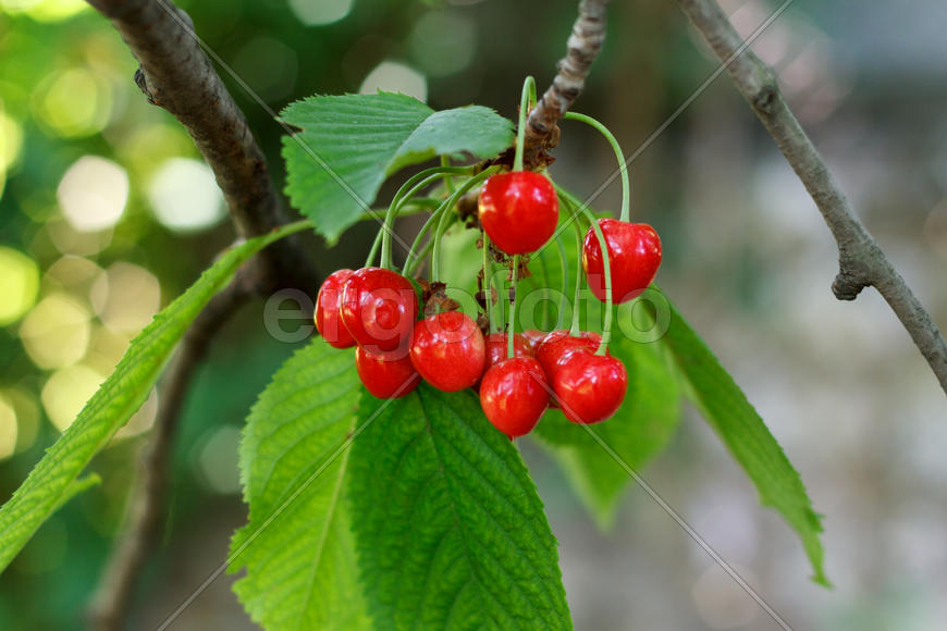 Berries cherries on a branch in an orchard