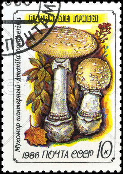 Почтовая марка СССР . Ядовитые грибы