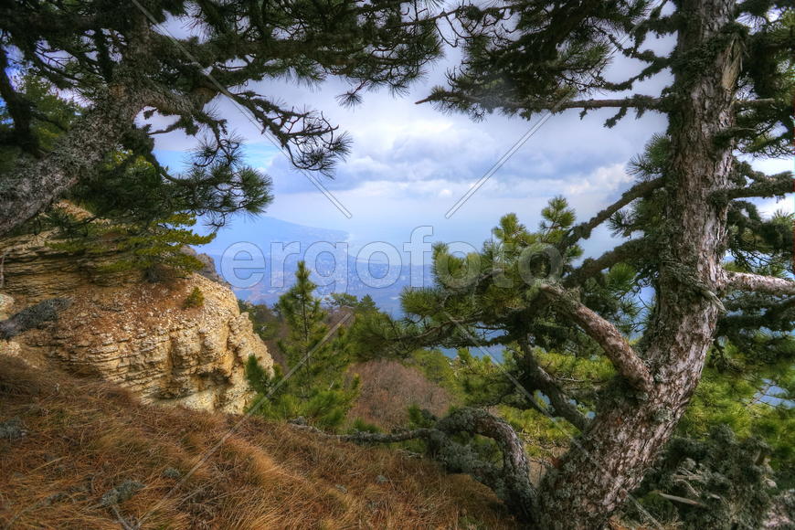 Панорама Крыма из леса 
