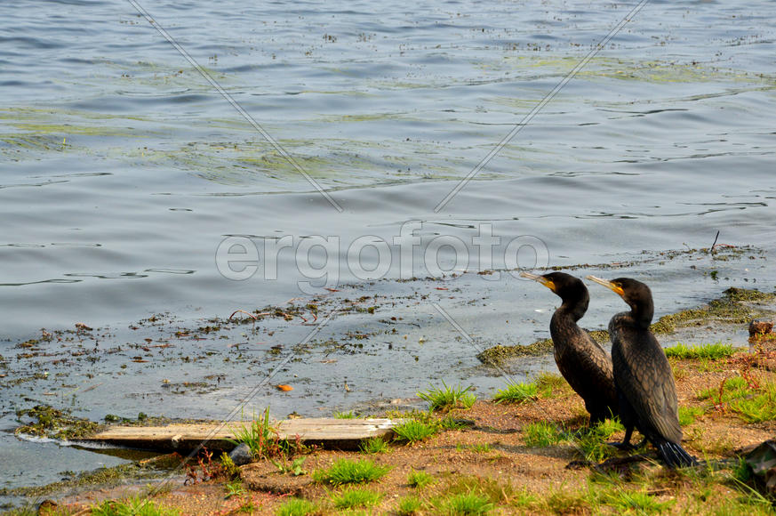 Бакланы на берегу