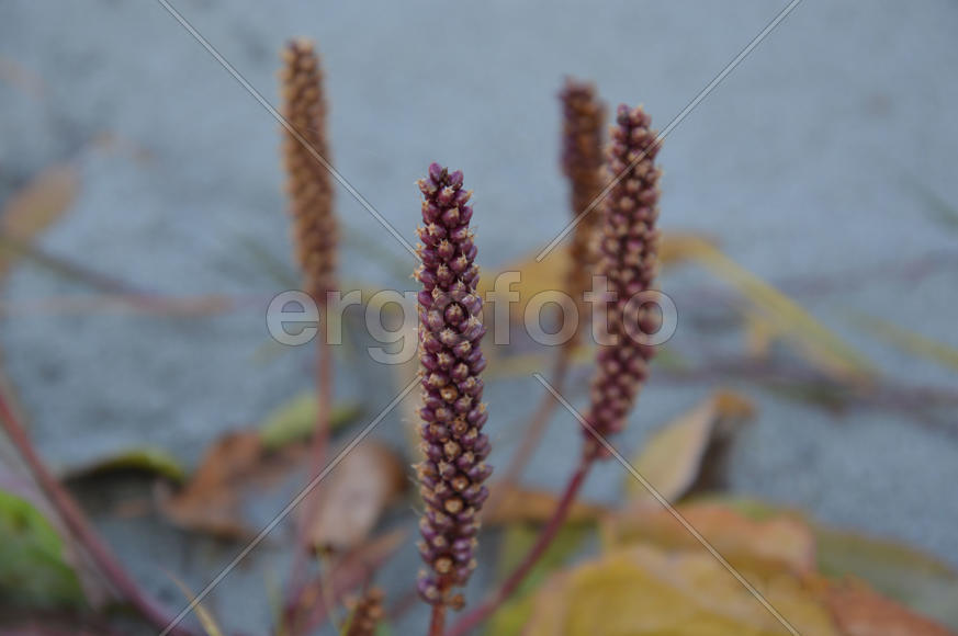 Отцветший подорожник 