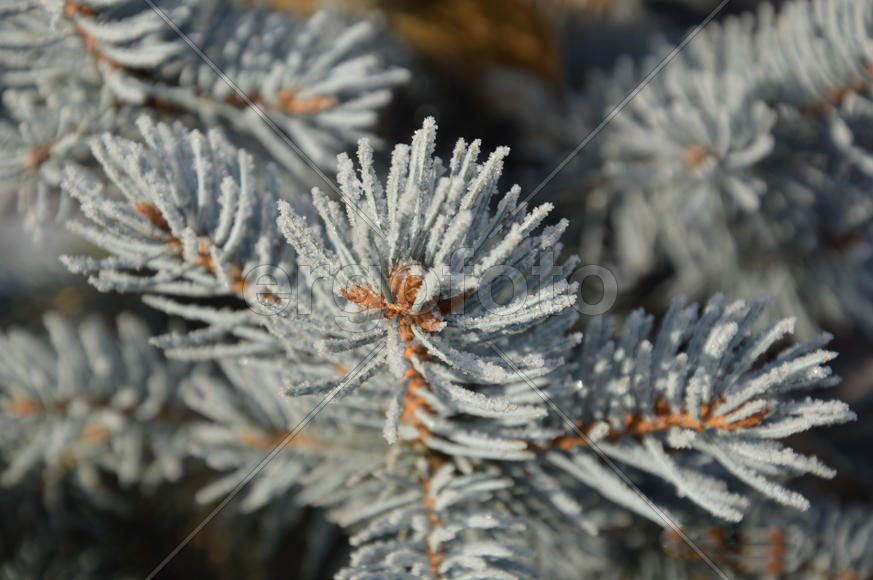 Голубая ель с инеем