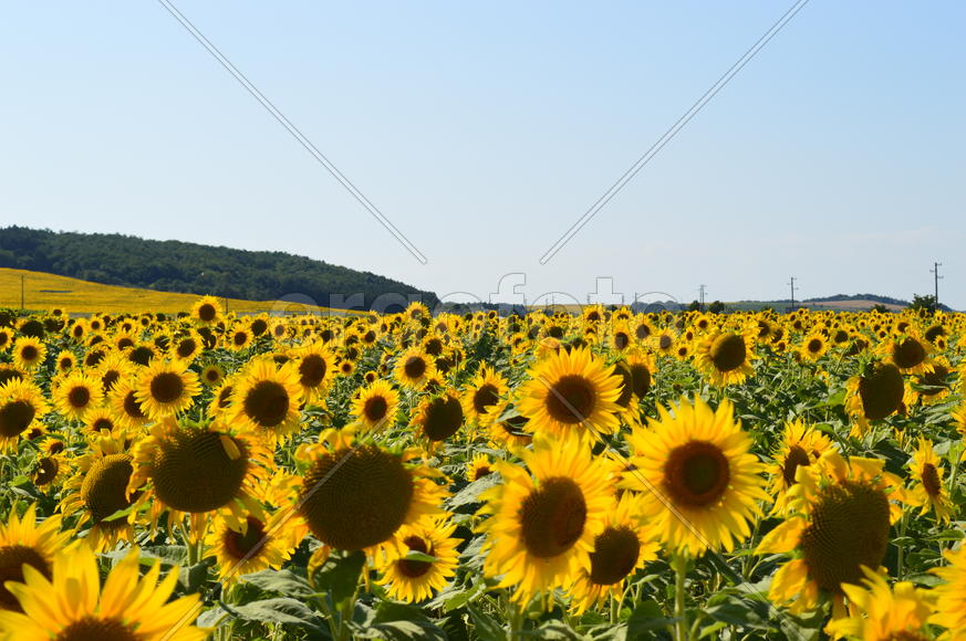 Поле с подсолнухами