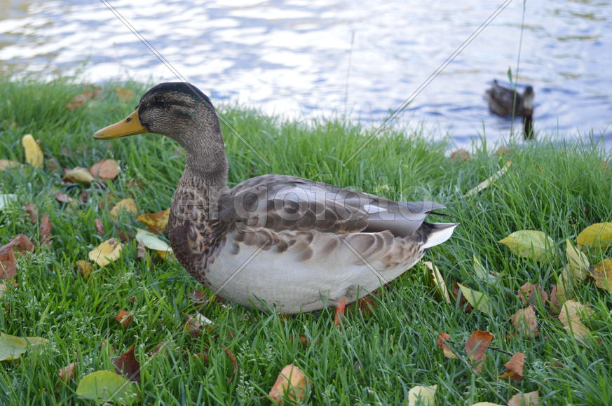 Утка на зеленой траве у реки