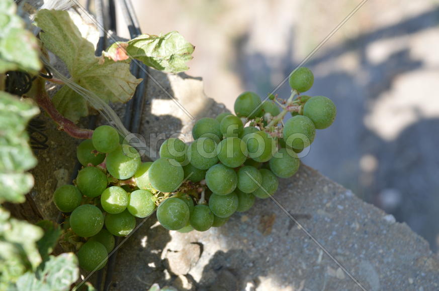 Гроздь зеленого винограда
