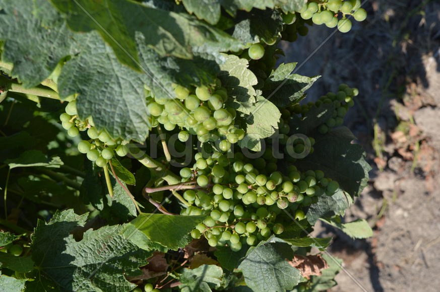 Гроздья винограда