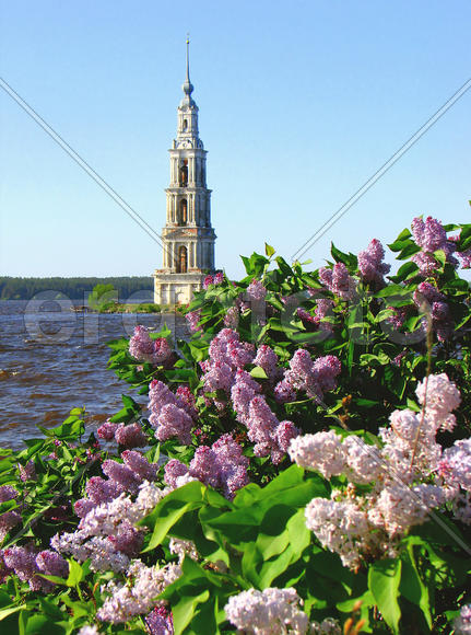 Колокольня и цветущая сирень. Калязин. Россия. 