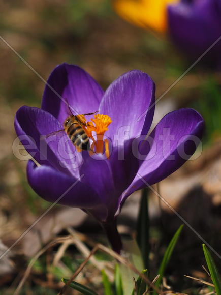 Пчела на цветке Крокуса 